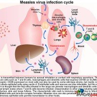 Measles-virus-infection-cycle